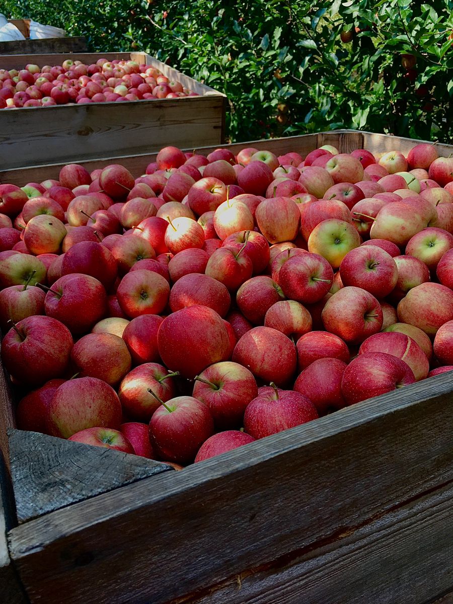 Fresh Apples at Saratoga Apple Inc